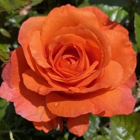 For You With Love