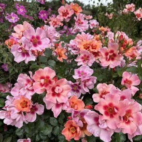 For Your Eyes Only Potted Rose