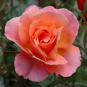Fragrant Delight Bare Root Rose