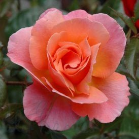 Fragrant Delight