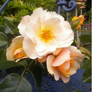 Francis Copple Bare Root Rose