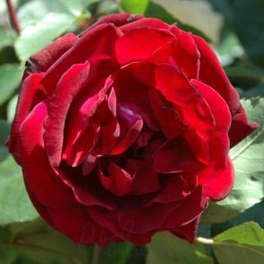 Francis Dubreuil Bare Root Rose