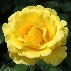 Freedom Bare Root Rose