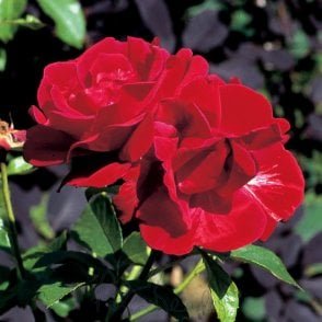 Frensham Bare Root Rose