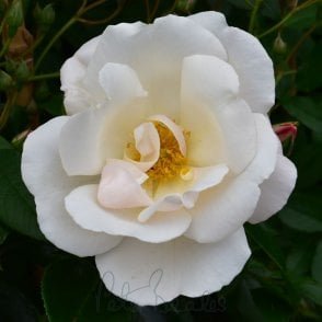 Friendship Of Strangers Potted Rose