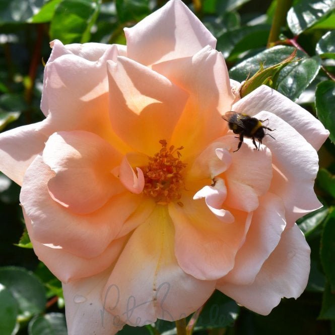 Gardener's Joy