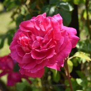 General Macarthur Bare Root Rose