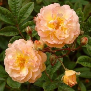 Ghislaine De Feligonde Potted Rose