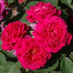 Gipsy Boy Potted Rose