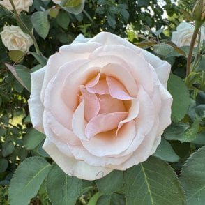 Gisela's Delight Bare Root Rose