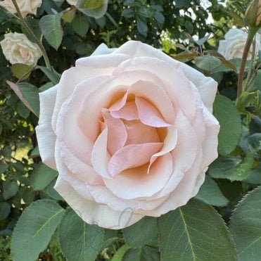 Gisela's Delight