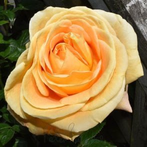Global Beauty Bare Root Rose