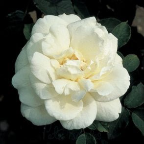 Gloire Lyonnaise Bare Root Rose