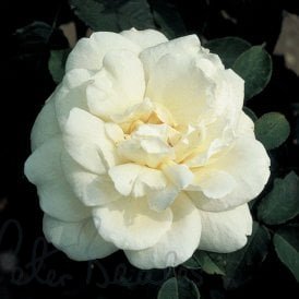 Gloire Lyonnaise