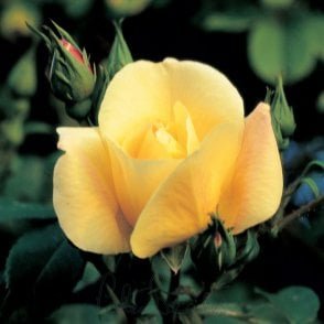 Goldbusch Bare Root Rose