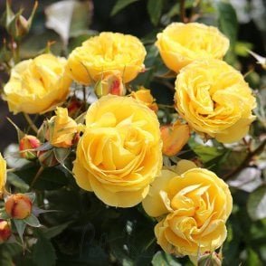 Golden Angel Potted Rose