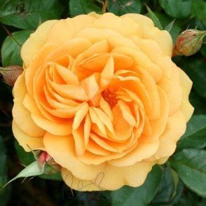 Golden Beauty Potted Rose