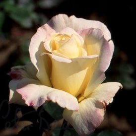 Golden Dawn