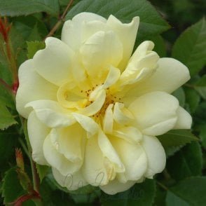 Golden Memories Bare Root Rose