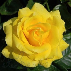 Golden Wedding (Bush)