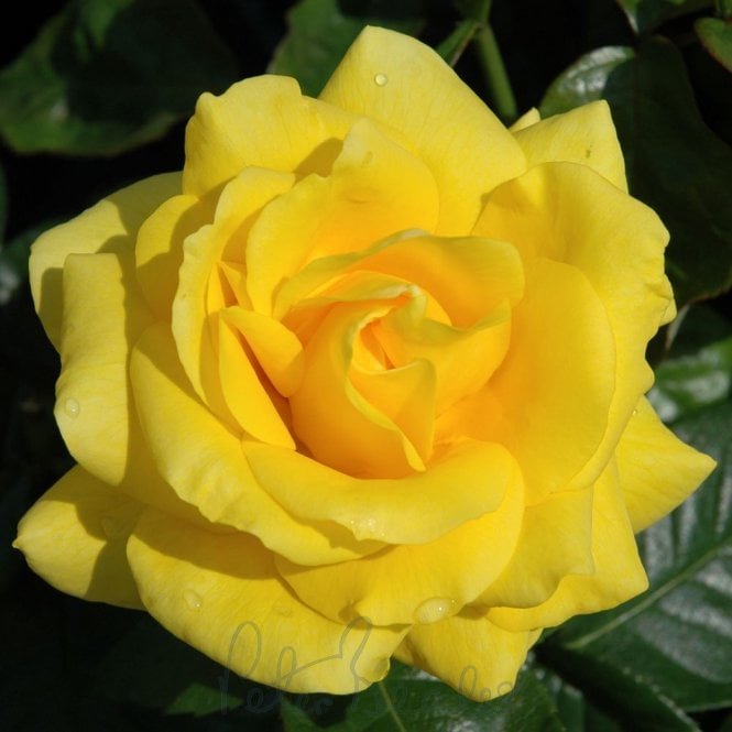 Golden Wedding (Half Standard)