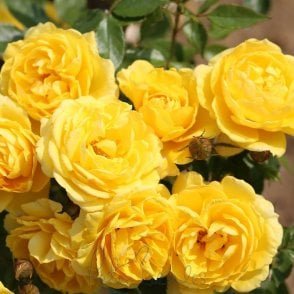 Golden Wishes Bare Root Rose