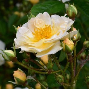 Goldfinch Bare Root Rose