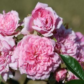 Graciously Pink