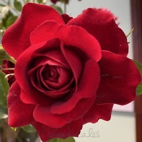 Grand Award Bare Root Rose