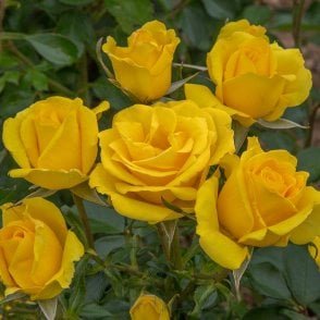 Grandma's Rose Bare Root Rose