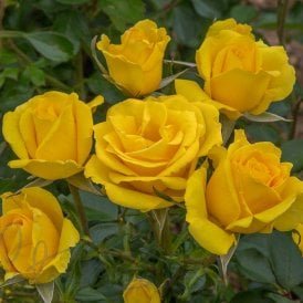 Grandma's Rose