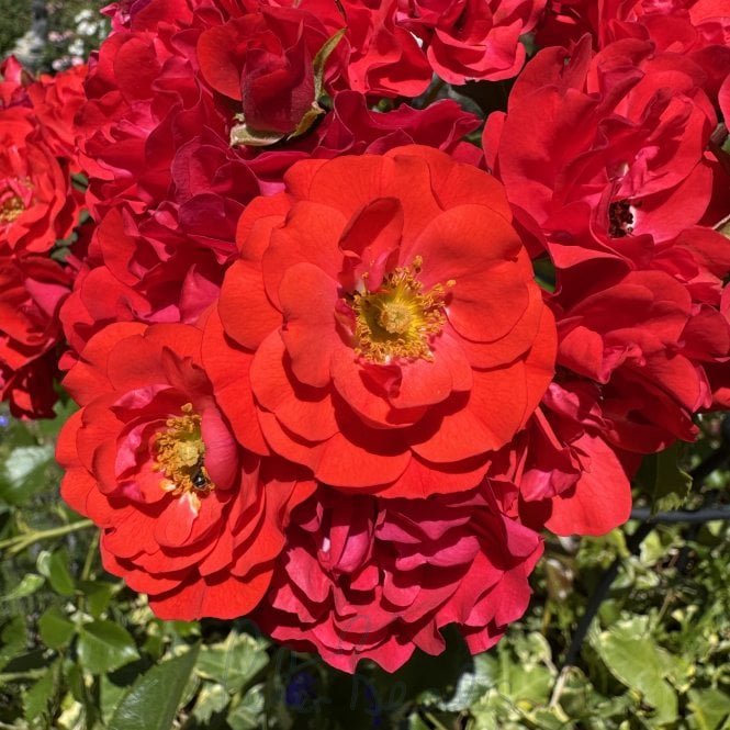 Grandpa's Rose