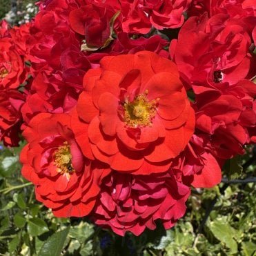 Grandpa's Rose