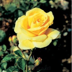 Great Ormond Street Bare Root Rose