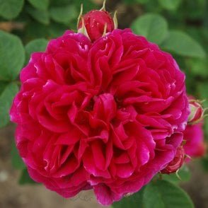 Great Western Bare Root Rose
