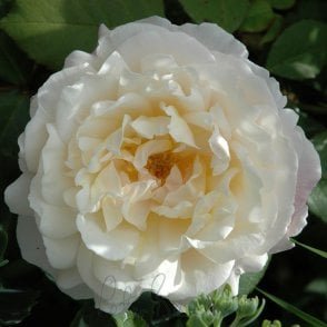 Gruss An Aachen Potted Rose