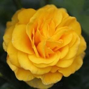 Guardian Angel Potted Rose