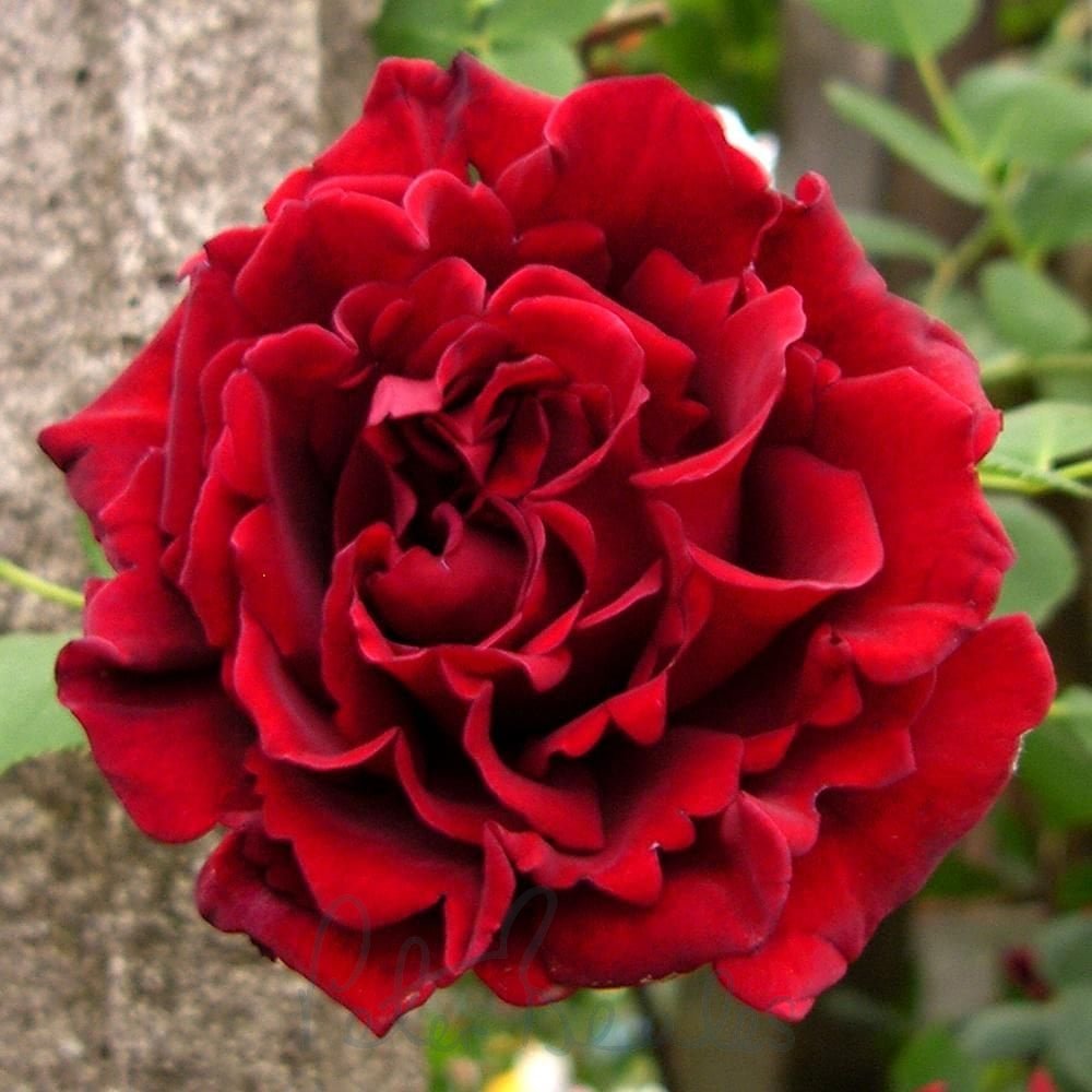 Guernys Roses Guinee - Roses from Peter Beales Roses UK