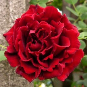 Guinee Bare Root Rose