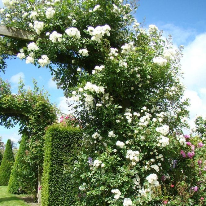Guirlande D'Amour