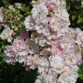 Guirlande Rose Potted Rose