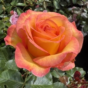 Happy Birthday Bare Root Rose