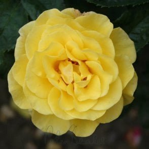 Happy Golden Wedding Bare Root Rose