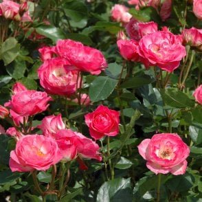 Happy Memories Bare Root Rose