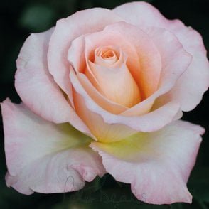 Happy Pearl Wedding Bare Root Rose