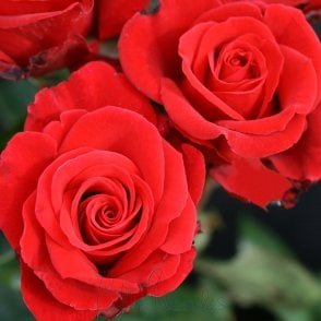 Happy Ruby Wedding (Bush) Bare Root Rose