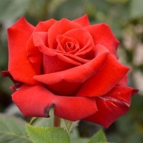 Happy Ruby Wedding (Standard) Potted Rose