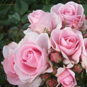 Happy Silver Wedding Bare Root Rose