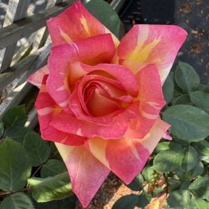 Harry Wheatcroft Bare Root Rose