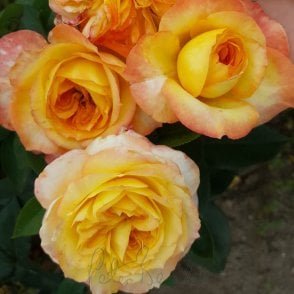 Henri Delbard Potted Rose